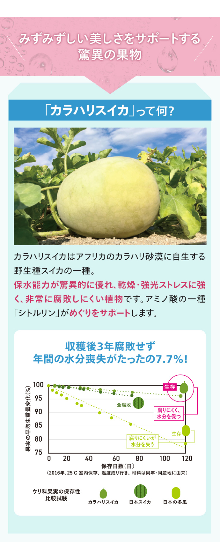 「カラハリスイカ」って何？