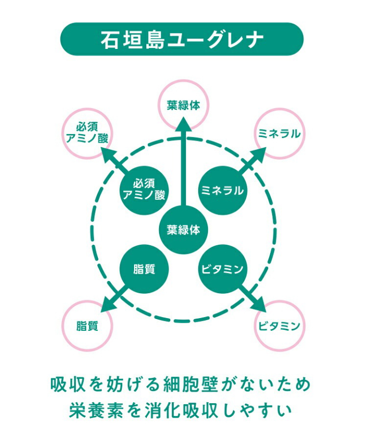 吸収を妨げる細胞壁がないため栄養素を消化吸収しやすい