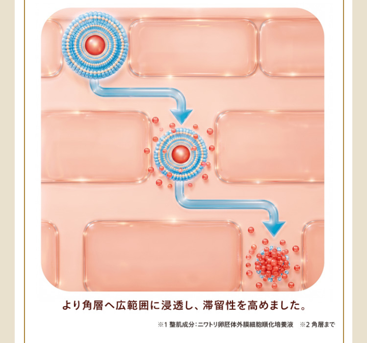 より角層へ広範囲に浸透し、滞留性を高めました。